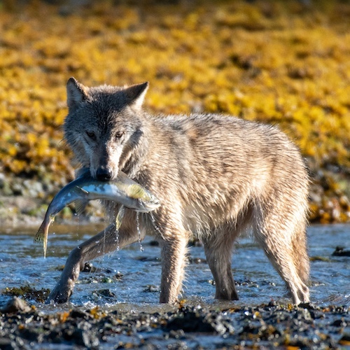 A Howling Good Time (sans howls)